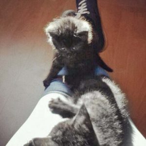 Kater Mico mit seinem Brüderchen / © 201? Privat