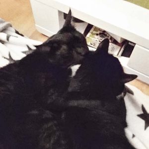 Kater Mico (l.) mit Freundin Haribo / © 2017 Privat