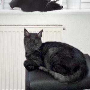 Kater Mico (v.) mit Freundin Haribo / © 2017 Privat