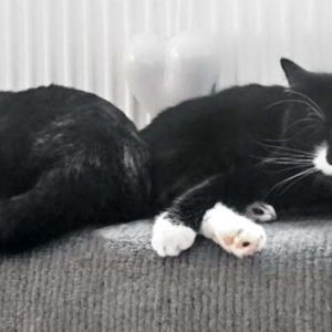 Kätzin Haribo (r.) mit Kumpel Mico / © 2017 Privat