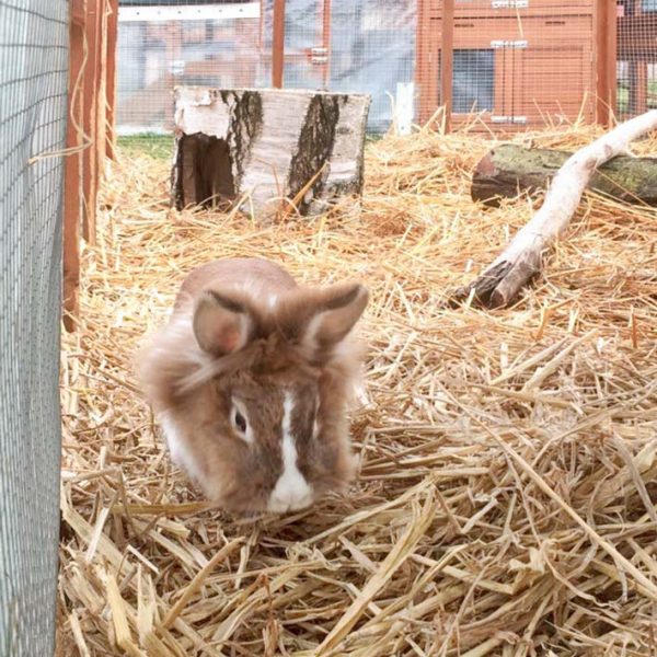 Kaninchenhäsin Alaska / © 2017 Arche KaNaum (AE)