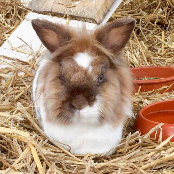 Kaninchenhäsin Grace / © 2017 Arche KaNaum (AE) Kaninchenhäsin Grace / © 2017 Arche KaNaum (AE)