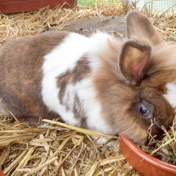 Kaninchenhäsin Grace / © 2017 Arche KaNaum (AE) Kaninchenhäsin Grace / © 2017 Arche KaNaum (AE)