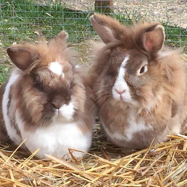 Kaninchenhäsinnen Alaska (r.) und Grace / © 2017 Arche KaNaum (AE)