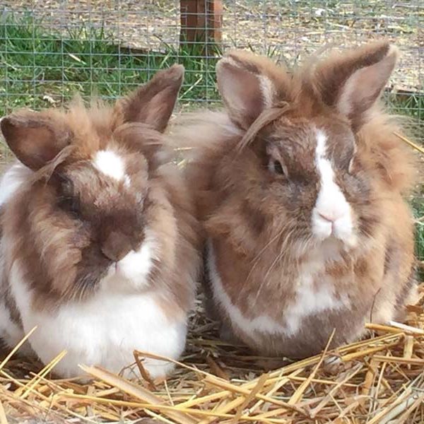 Kaninchenhäsinnen Grace (l.) und Alaska / © 2017 Arche KaNaum (AE) Kaninchenhäsinnen Grace (l.) und Alaska / © 2017 Arche KaNaum (AE)