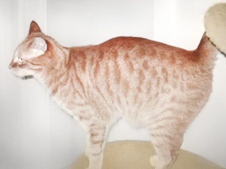 Vermisst: Kater Fino / © 2017 Privat