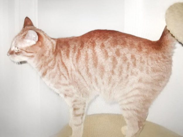 Vermisst: Kater Fino / © 2017 Privat