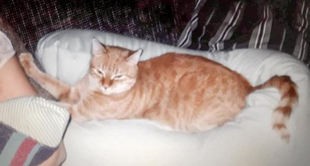 Vermisst: Kater Fino / © 2017 Privat