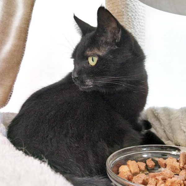 Kätzin Mohrli / © 2017 Arche KaNaum (OS)