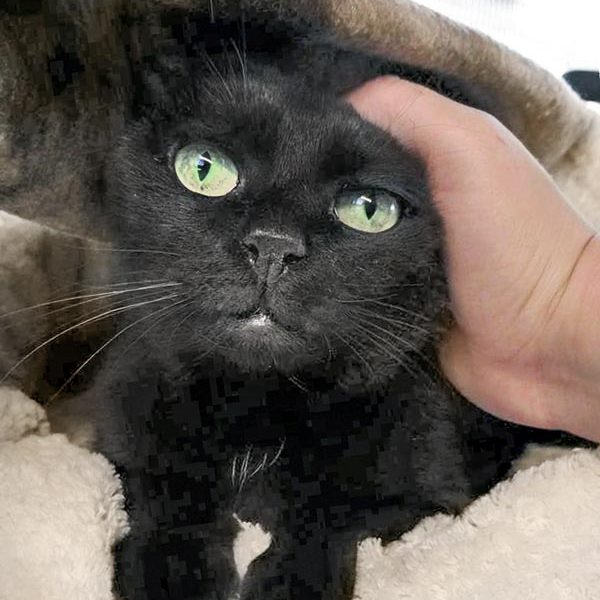 Kätzin Mohrli / © 2017 Arche KaNaum (OS)