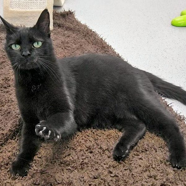 Kätzin Mohrli / © 2017 Arche KaNaum (OS)