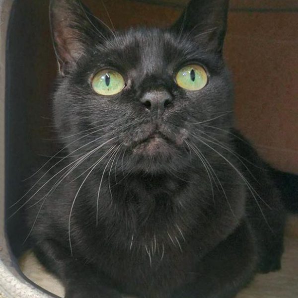 Kätzin Mohrli / © 2017 Arche KaNaum (OS)