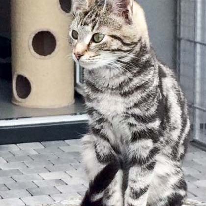 170331_goofy_001_v1kk Kater Goofy / © 2017 Arche KaNaum (DN)