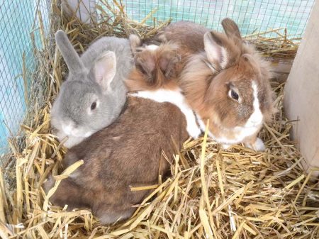 Kaninchen Jumbo, Grace und Alaska (v.l.) beim gemeinsamen Kuscheln / © 2017 Arche KaNaum (AE)