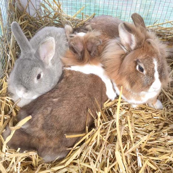 Kaninchen Jumbo, Grace und Alaska (v.l.) beim gemeinsamen Kuscheln  /  © 2017 Arche KaNaum (AE) Kaninchen Jumbo, Grace und Alaska (v.l.) beim gemeinsamen Kuscheln / © 2017 Arche KaNaum (AE)