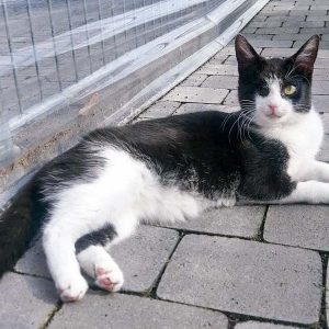 Kätzin Moni / © 2017 Arche KaNaum (OS)