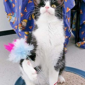 Kätzin Moni / © 2017 Arche KaNaum (OS)