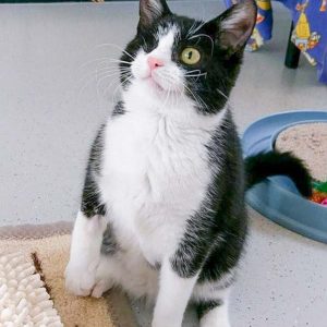 Kätzin Moni / © 2017 Arche KaNaum (OS)