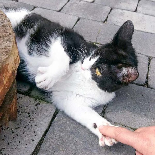 Kätzin Moni / © 2017 Arche KaNaum (OS) Kätzin Moni / © 2017 Arche KaNaum (OS)