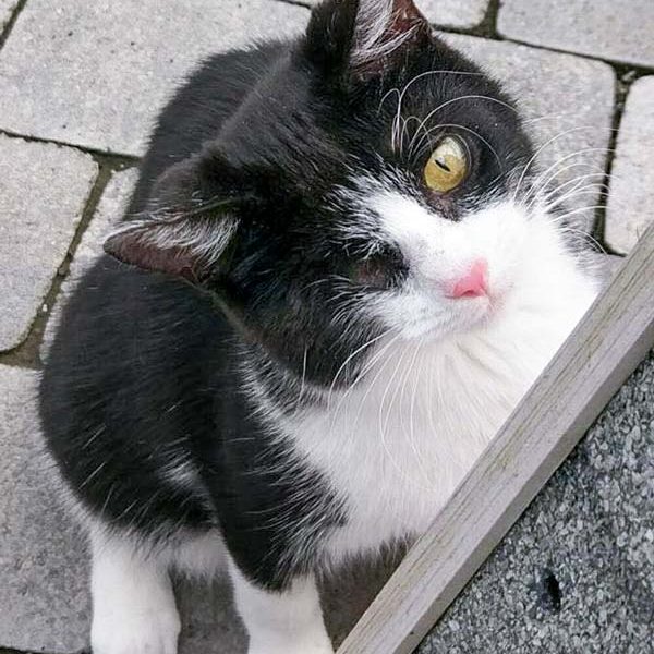 Kätzin Moni / © 2017 Arche KaNaum (OS) Kätzin Moni / © 2017 Arche KaNaum (OS)