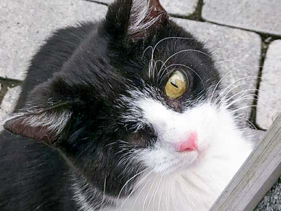 Kätzin Moni  / © 2017 Arche KaNaum (OS) Kätzin Moni / © 2017 Arche KaNaum (OS)