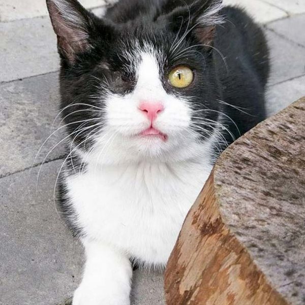 Kätzin Moni / © 2017 Arche KaNaum (OS)