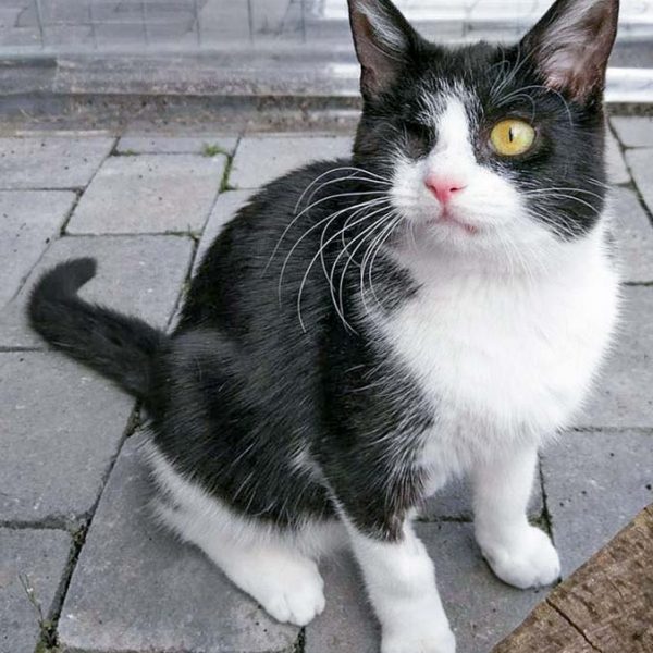 Kätzin Moni / © 2017 Arche KaNaum (OS) Kätzin Moni / © 2017 Arche KaNaum (OS)