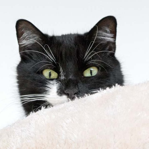 Kätzin Haribo / © 2017 Arche KaNaum (NH) Kätzin Haribo / © 2017 Arche KaNaum (NH)