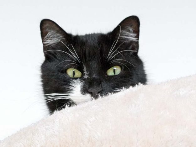 Kätzin Haribo / © 2017 Arche KaNaum (NH) Kätzin Haribo / © 2017 Arche KaNaum (NH)