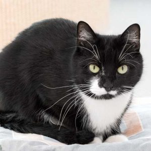 Kätzin Haribo / © 2017 Arche KaNaum (NH)