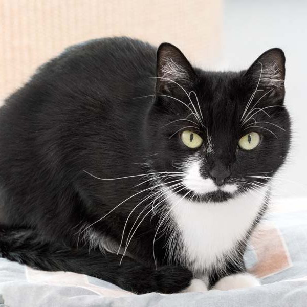 Kätzin Haribo / © 2017 Arche KaNaum (NH) Kätzin Haribo / © 2017 Arche KaNaum (NH)