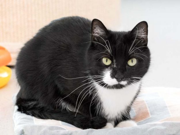 Kätzin Haribo / © 2017 Arche KaNaum (NH)