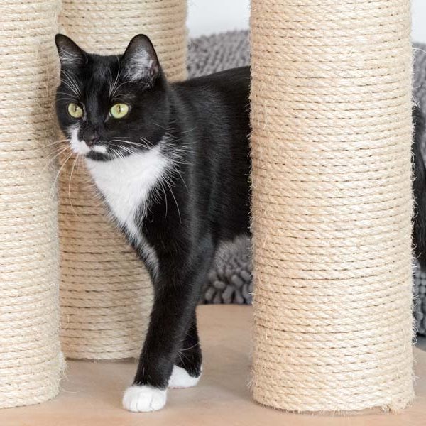 Kätzin Haribo / © 2017 Arche KaNaum (NH) Kätzin Haribo / © 2017 Arche KaNaum (NH)