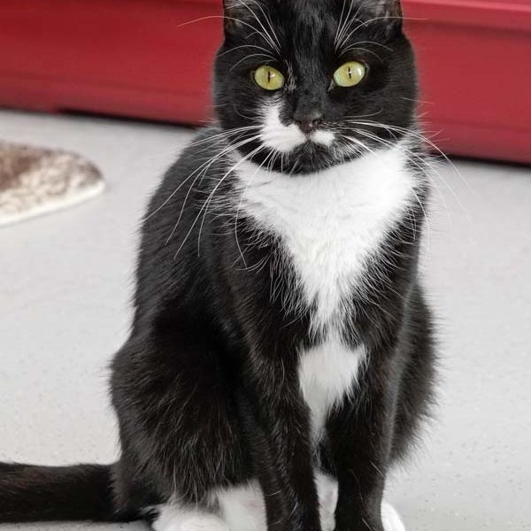 Kätzin Haribo / © 2017 Arche KaNaum (NH) Kätzin Haribo / © 2017 Arche KaNaum (NH)