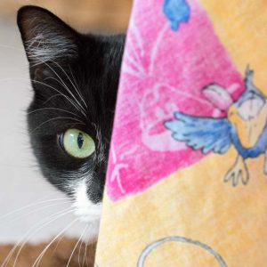 Kätzin Haribo / © 2017 Arche KaNaum (NH)