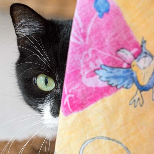 Kätzin Haribo / © 2017 Arche KaNaum (NH) Kätzin Haribo / © 2017 Arche KaNaum (NH)