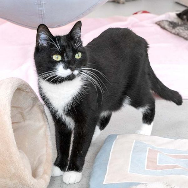 Kätzin Haribo / © 2017 Arche KaNaum (NH) Kätzin Haribo / © 2017 Arche KaNaum (NH)