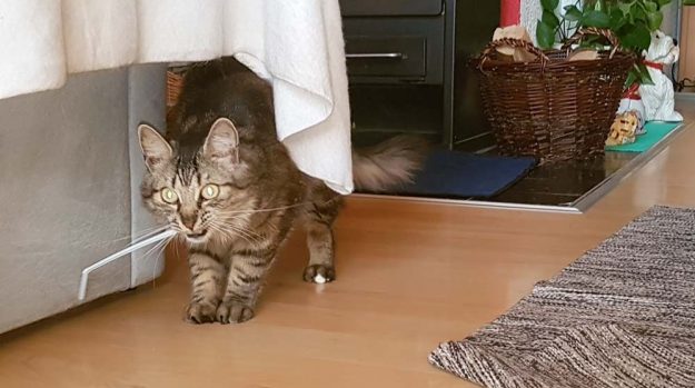 Kätzin Jessy (aka Punky) im neuen Zuhause / © 14.07.'17 Privat