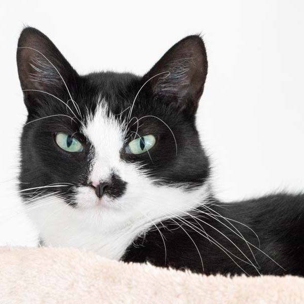 Kätzin Jada / © 2017 Arche KaNaum (NH)