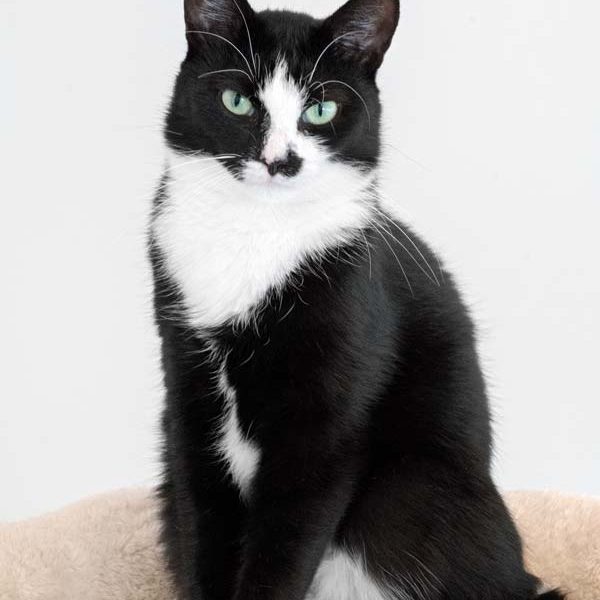 Kätzin Jada / © 2017 Arche KaNaum (NH)