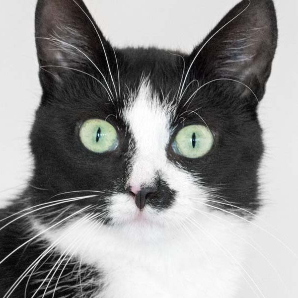 Kätzin Jada / © 2017 Arche KaNaum (NH)