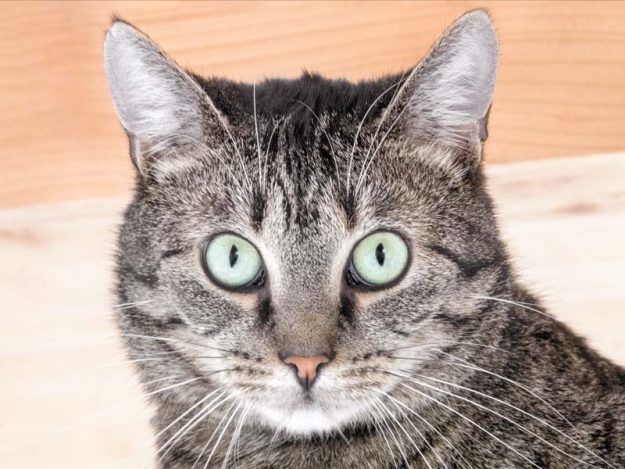 Kater Fiete / © 2017 Arche KaNaum (NH)