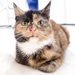 Kätzin Philomena / © 2016 Arche KaNaum (OS) Kätzin Philomena / © 2016 Arche KaNaum (OS)