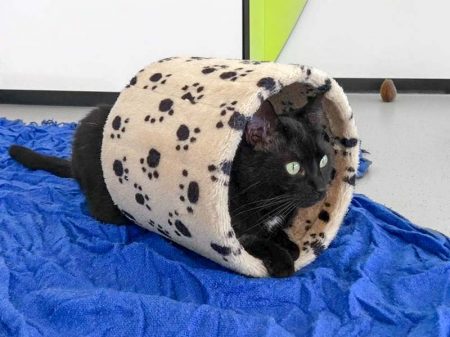 Kätzin Flocke / © 2017 Arche KaNaum (OS)