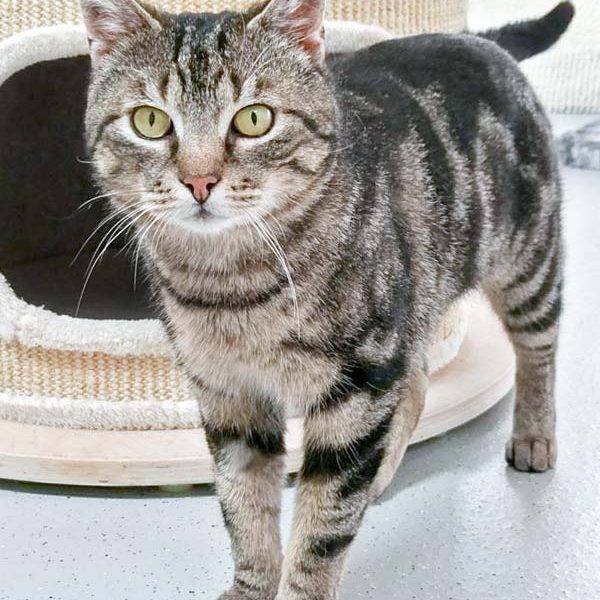 Kater Wolfi / © 2017 Arche KaNaum (OS) Kater Wolfi / © 2017 Arche KaNaum (OS)