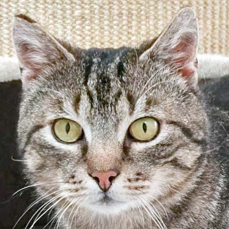 Kater Wolfi / © 2017 Arche KaNaum (OS)