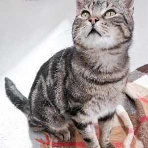 Kater Wolfi / © 2017 Arche KaNaum (OS) Kater Wolfi / © 2017 Arche KaNaum (OS)