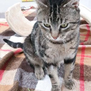 Kater Wolfi / © 2017 Arche KaNaum (OS) Kater Wolfi / © 2017 Arche KaNaum (OS)