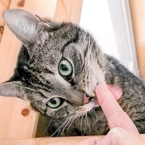 Kater Fiete / © 2017 Arche KaNaum (OS) Kater Fiete / © 2017 Arche KaNaum (OS)