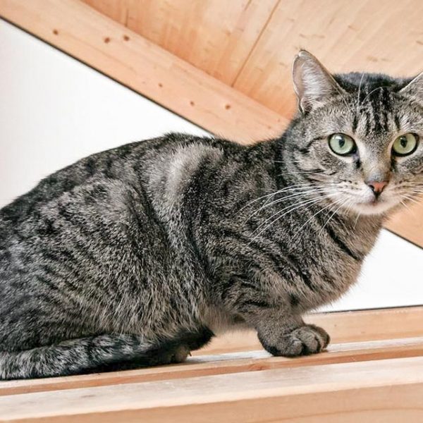 Kater Fiete  / © 2017 Arche KaNaum (OS) Kater Fiete / © 2017 Arche KaNaum (OS)
